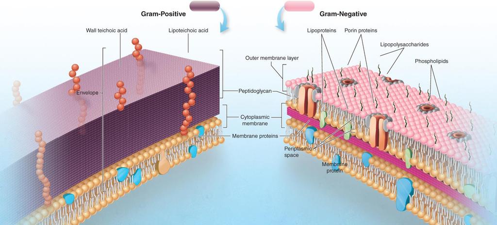 Gram + Cell Wall Peptidoglycan layer thick Negatively charged (lipo)teichoic acid