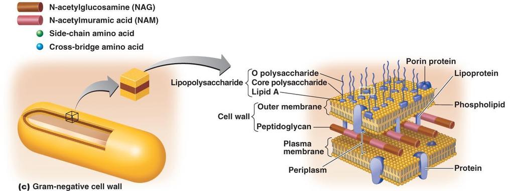 Gram-negative Cell Wall Lipid A of LPS acts as endotoxin; O