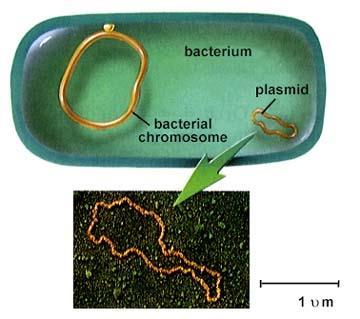 Plasmids: small, nonessential, circular