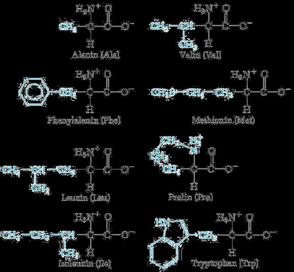 summary of amino acids