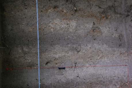 Upper profile Oncolithic facies (flow deposits) Paleosoils Terra belgica ceramic fragment (Roman occupation: I st or