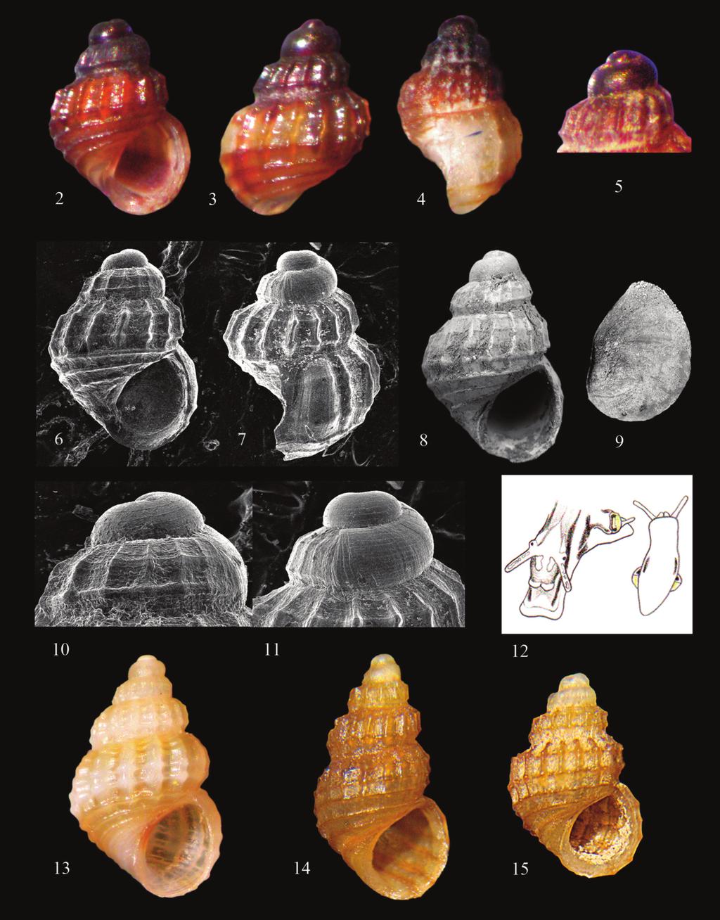 A new species of rissoid of the genus Alvania from the E-Sicily: Alvania maximilicutiani n. sp. (Gastropoda Rissoidae) 205 Figures 2 12. A. maximilicutiani n. sp. Figs. 2 5: paratype, S.