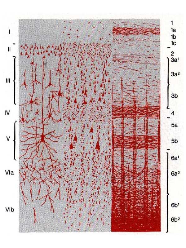 16 (a) (b) (c) Figure 2.2. Dipole model of neuronal activity. (a) Structure of cerebral cortex. Pyramidal cells (regions III and IV) are responsible for the dipolar current source activity.