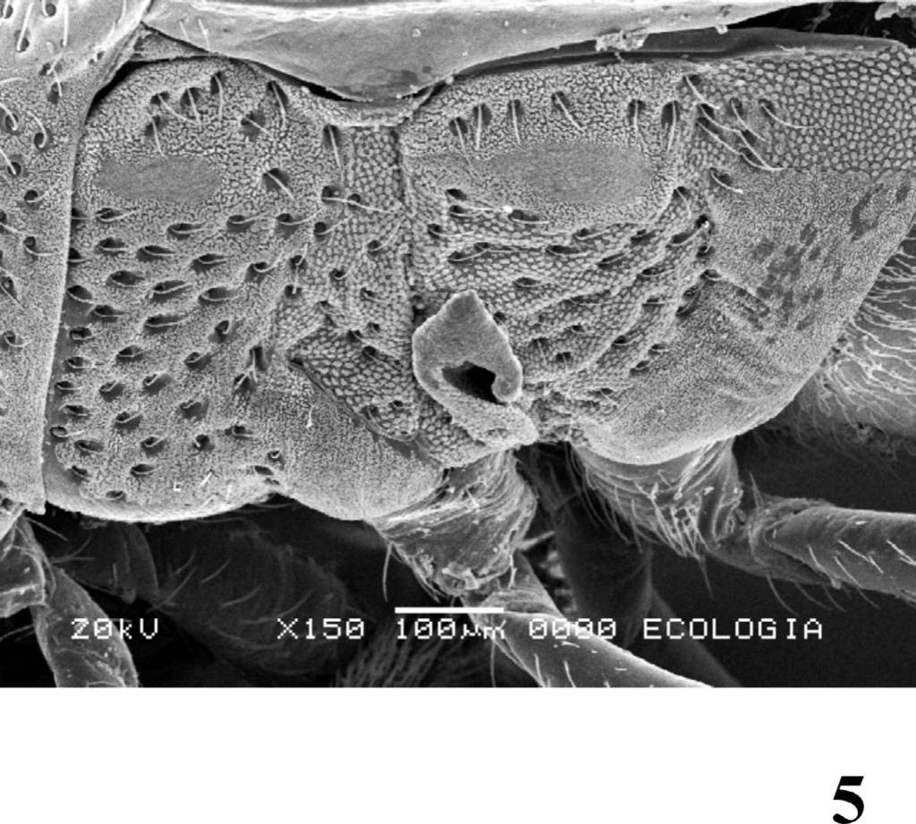 360 Florida Entomologist 93(3) September 2010 Fig. 5. Scanning electron micrograph of scent gland of Kleidocerys costaricensis, new species. Distribution. Costa Rica Discussion.
