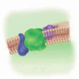 The acceptor of the electrons lost from chlorophyll a is a molecule in the thylakoid membrane called the primary electron acceptor.