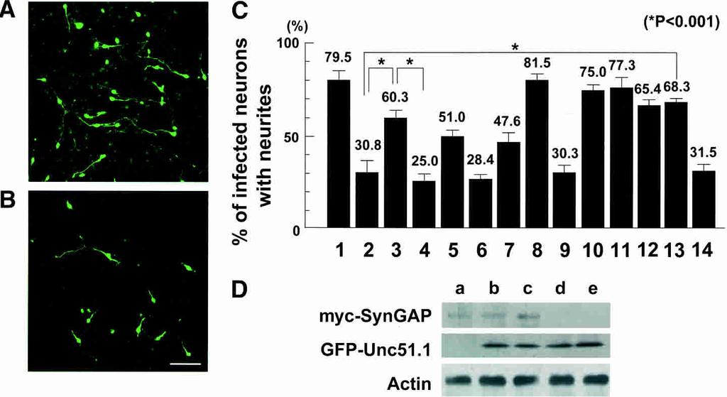 Tomoda et al. Figure 4. SynGAP inhibition of cerebellar granule cell axon outgrowth and its rescue by Unc51.