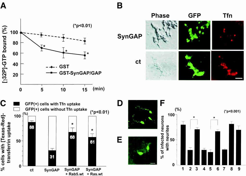 Unc51.1, SynGAP, Syntenin, and Rab5 in axon formation Figure 6. SynGAP functions as a Rab5 GAP. (A) The GAP domain of SynGAP stimulates Rab5 GTPase activity in vitro.
