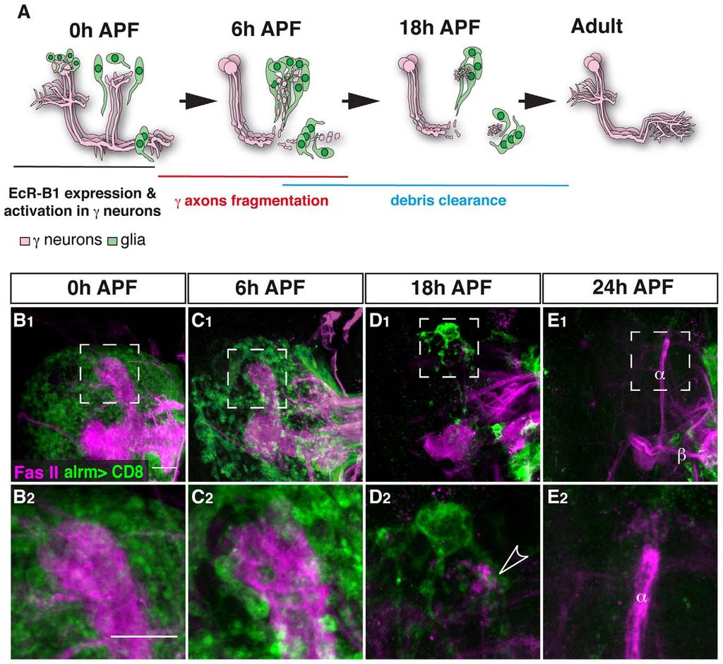 Figure 1. Astrocytes surround the MB during developmental axon pruning. (A) Scheme of developmental pruning of MB c neurons.