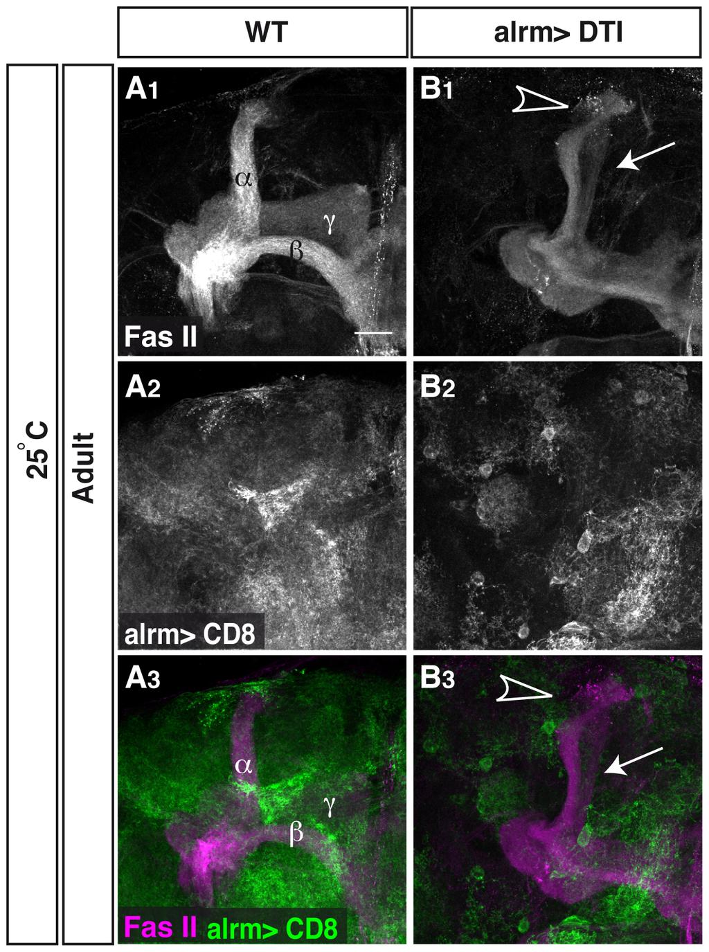Astrocytes Regulate Axon Pruning GFP (G2 and middle panels in close-ups). Magenta represents FasII and Repo staining and green represents alrm-gal4 driven CD8-GFP in H3 and lower panels in close-ups.