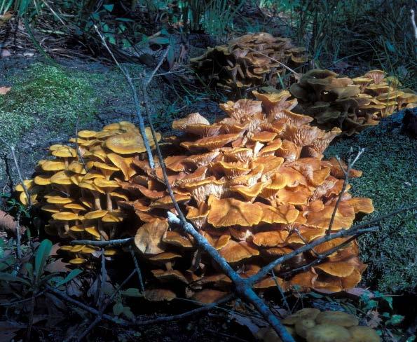 Student Page Name: Page 1 of 5 Instructions Forest Travels A Guide for Fungi In this activity, you will learn about two common Florida fungi, the honey mushrooms, an Armillaria species; and the