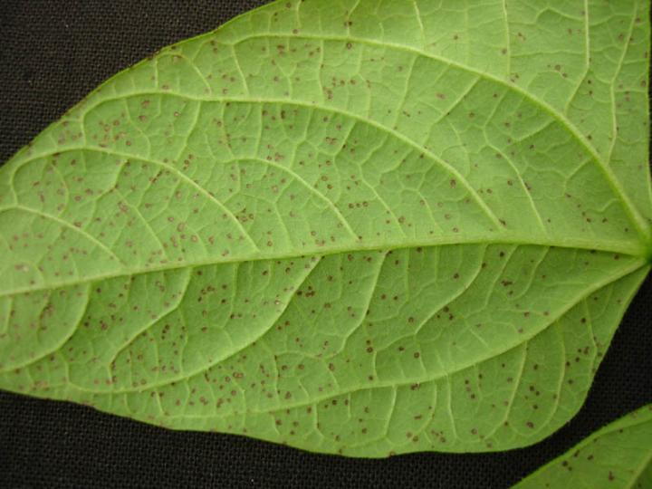 More facts about PHOTOSYNTHESIS carbon dioxide + water sunlight chlorophyll glucose + oxygen 1. How does the carbon dioxide enter the leaf? The leaf has tiny holes on its surface.