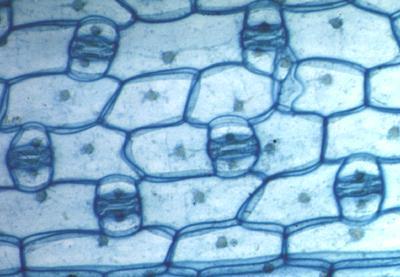 The carbon dioxide DIFFUSES into the stomata. Stomata on the surface of a leaf. (Highly magnified) BUT HOW DO ALL THESE THINGS GET INTO THE LEAF? Fill in the missing words: A leaf has tiny on its.