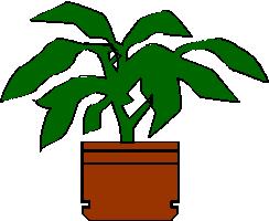 The plant uses the glucose for: 1. Energy for all the processes in the plant such as respiration, photosynthesis etc. 2. Growth for new shoots, fruits and flowers. 3.