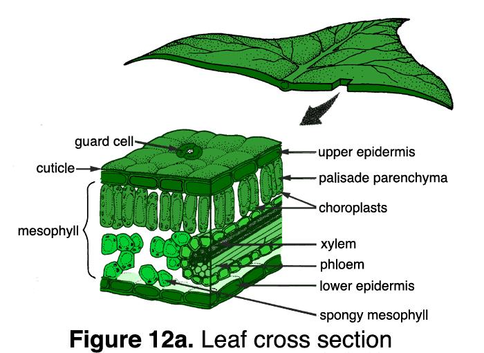 The structure of a leaf and its role in photosynthesis. Why are leaves green? Leaves are green because they contain a PIGMENT called CHLOROPHYLL.