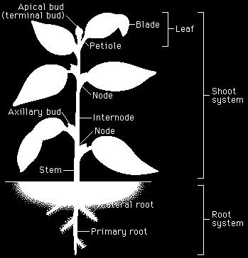 Date: Let s revise the parts of the plant. Look at the names of the parts carefully.