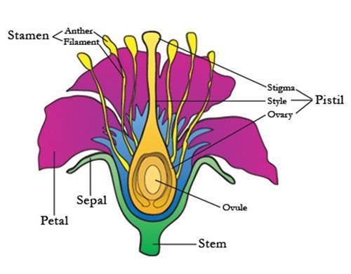 Here s a bit more revision. Do you remember all the parts of the flower? Take a good look at the names of the parts of the flower. Do you remember these names?