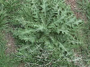 leaves the first year. The second year the weed transforms into a coarse branching plant up to 8 feet tall and 5 feet in diameter.