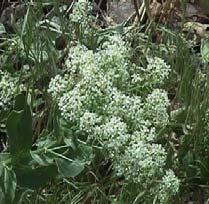 Step 17. Inspect Site Monthly During Revegetation and Make Corrections as Necessary Control of Noxious Weeds, HOARY CRESS (Cardaria spp.