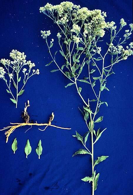PERENNIAL PEPPERWEED (Lepidium latifolium) is a colony-forming perennial from deep underground and extensive horizontal roots.