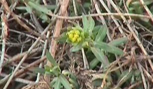 Roots are brown, containing numerous pink buds which Spurge sprout by quarter. Yellow Flowered Leafy Spurge. may produce new shoots or roots.
