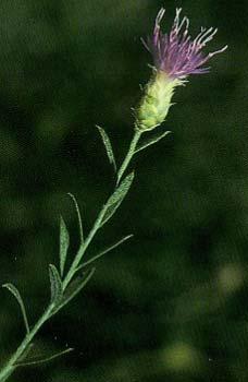 Flowering head is solitary, with terminating branches; the circle of leaflets below flower is stiff and tipped with a dark comb-like fringe.