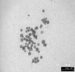 Chitosan-stabilized gold nanoparticles prepared using NaBH 4 as the reducing agent was the best methods since it gave