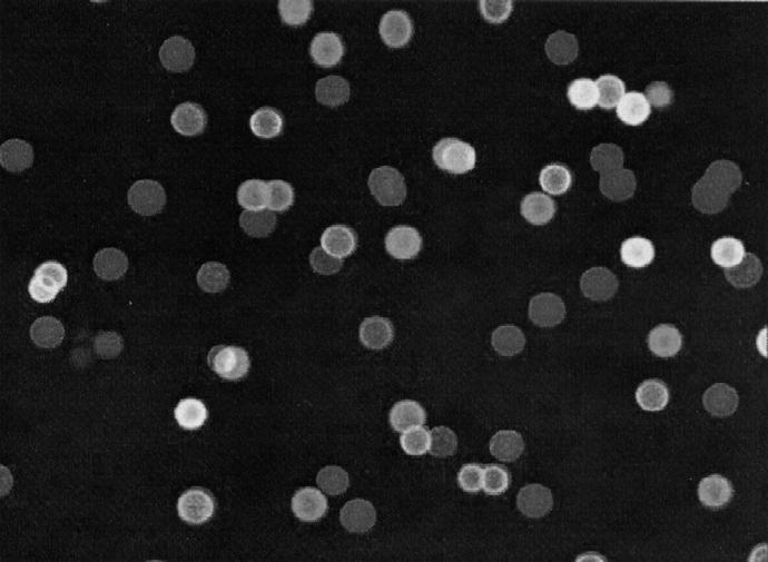 Multilayered Nano Materials: Nano Capsules Fluorescence coded micro capsules