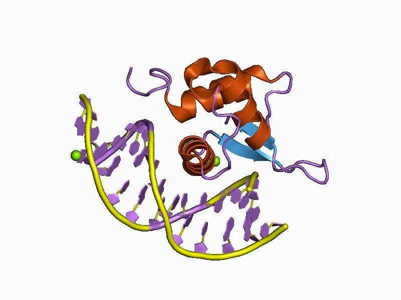 Winged-helix Domain Winged-helix is a DNA-binding domain which binds to specific DNA sequences.