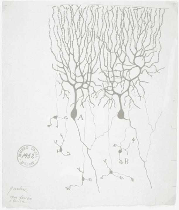 Biological neurons Neurons: core components of brain and the nervous system consisting of 1.
