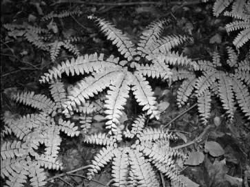 Pteridaceae - maidenhair fern family 4 genera in Wisconsin Sori that