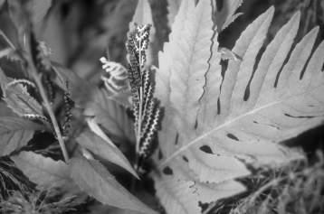 Asplenium platyneuron Ebony spleenwort Onocleaceae- sensitive fern