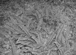 Onoclea sensibilis Sensitive fern Dryopteridaceae - woodfern family