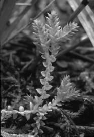 Selaginellaceae - spike