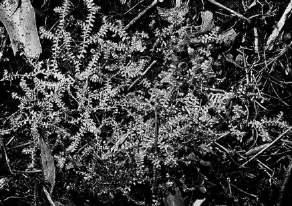 eclipes meadow spike moss