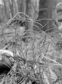 sylvaticum Woodland horsetail