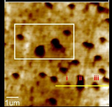 65 An AFM topography image in the absence of flow (Fig.
