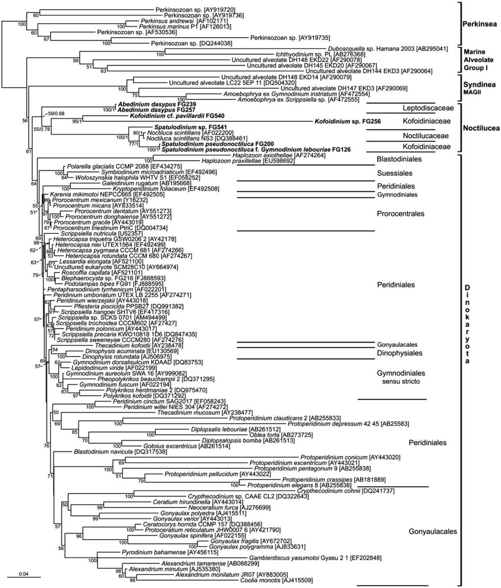 Molecular Phylogeny of Noctilucoid Dinoflagellates 7 Figure 3. Maximum likelihood phylogenetic tree of alveolate SSU rdna sequences, based on 1,194 aligned positions.