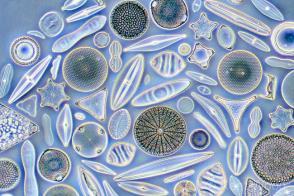 Structure: Ways of classifying marine organisms: Plankton - drifts (phytoplankton, zooplankton) Nekton - swims (fish, mammals) Benthos - remains on the bottom (benthic