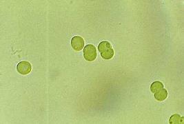 form Synechococcus