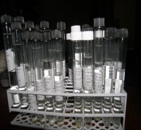 Material and Method (Quantitative analysis of phytoplankton) Sampling Glass, Sedimentation