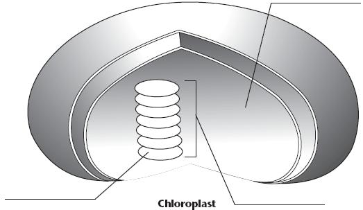 5. The is the fluid portion of the chloroplast located outside the thylakoids. 6.