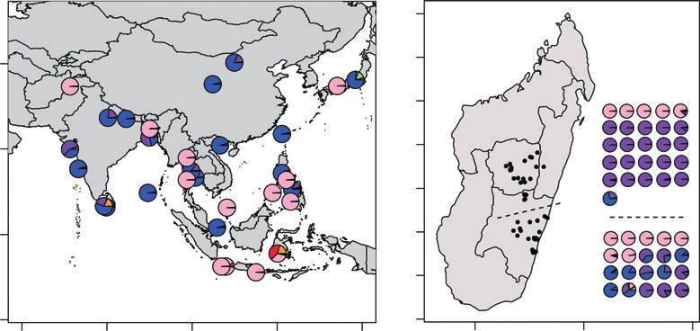 4900 K. A. MATHER ET AL. (a) (b) Fig. 2 Geographic distributions of (a) Asian and (b) Madagascar landraces. The locations of rice accessions are shown.