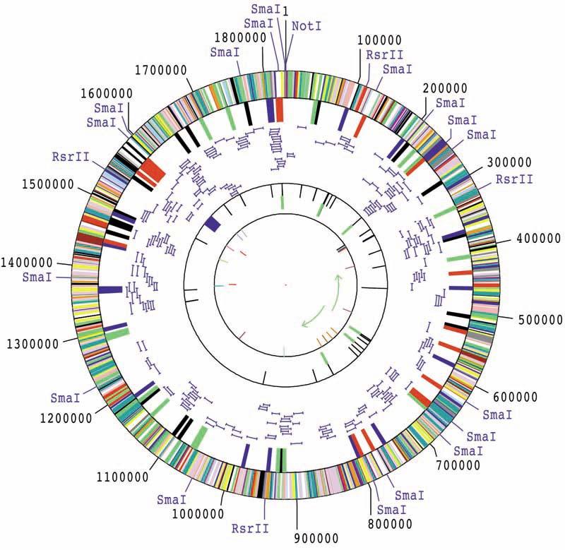 Expansive, large genomes of multicellular and some unicellular eukaryotes (typically, >100 Mb). In these genomes, the majority of the nucleotide sequence is non-coding.
