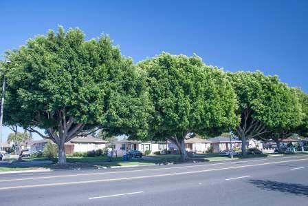 likely widespread, perhaps even outside this six-county area. Figure 2. Ficus microcarpa is one of our most common, useful, and widespread, ornamental landscape trees, as here lining Bellflower Blvd.