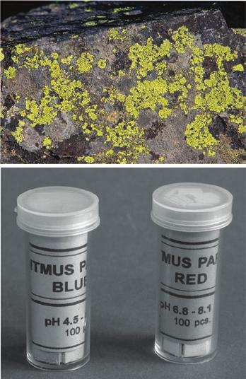 Litmus Paper Ancient people also observed that sour substances changed the color of a substance called litmus. Litmus is a dye extracted from lichen. Lichen is an odd kind of organism.