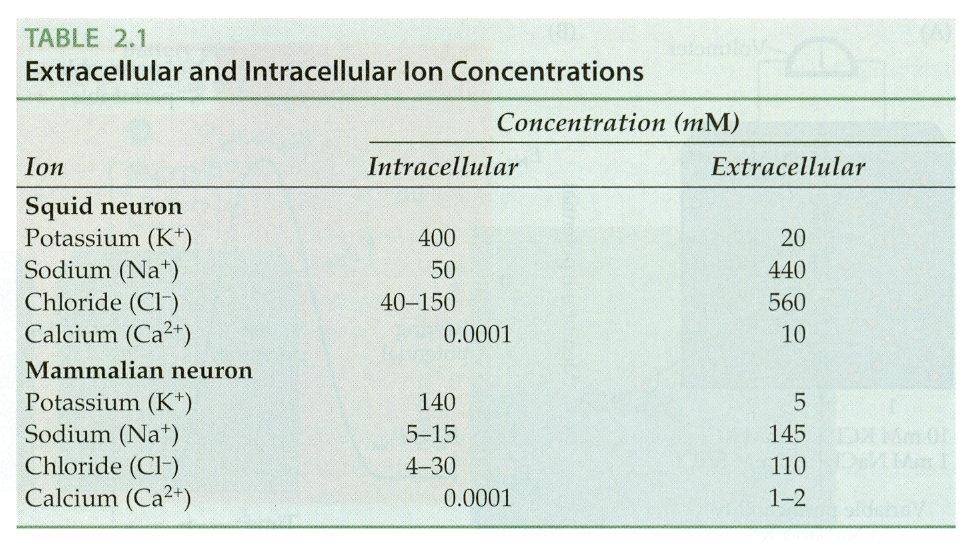 Common Ionic Concentrations E K =!
