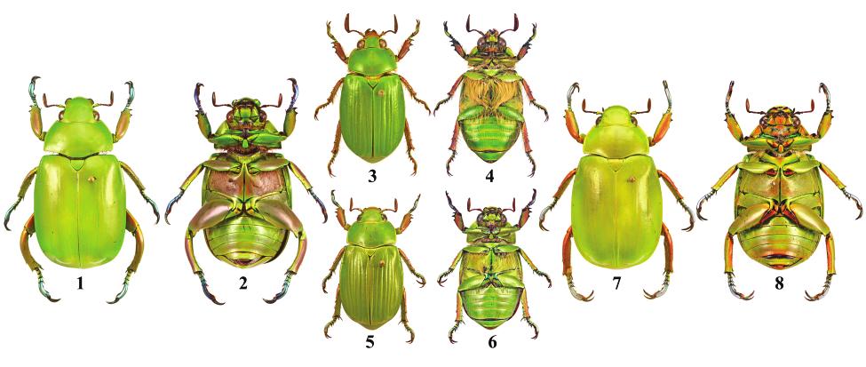 FOUR NEW SPECIES OF CHRYSINA KIRBY INSECTA MUNDI 0543, April 2017 9 Figures 1 8. Dorsal and ventral habitus of adult Chrysina specimens (1x). 1 2) C.