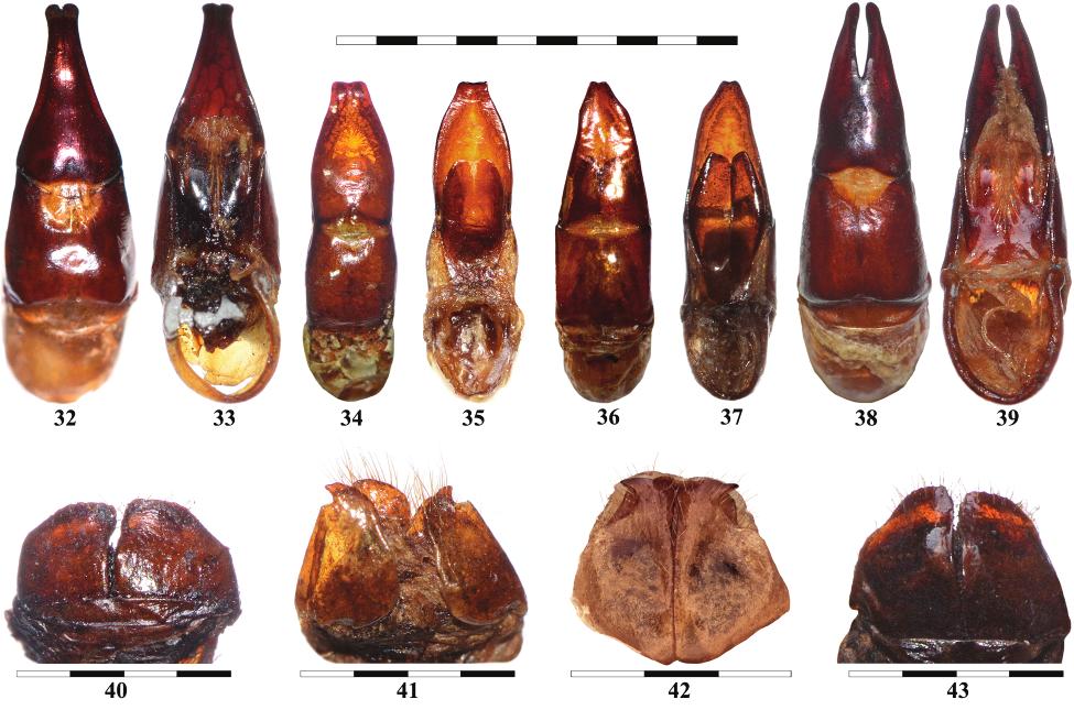 FOUR NEW SPECIES OF CHRYSINA KIRBY INSECTA MUNDI 0543, April 2017 11 Figures 32 43. Chrysina spp. genital structures, scale in mm. 32 39) Male genital capsule dorsal (d) and ventral (v) habitus.