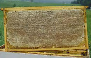Flower Nectar to Honey:" How Do Bees Do It?! Rick Fell!