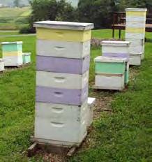 Successful Management for Honey Production!